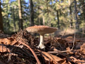 champignon sol vivant