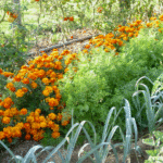 Potager en lignes