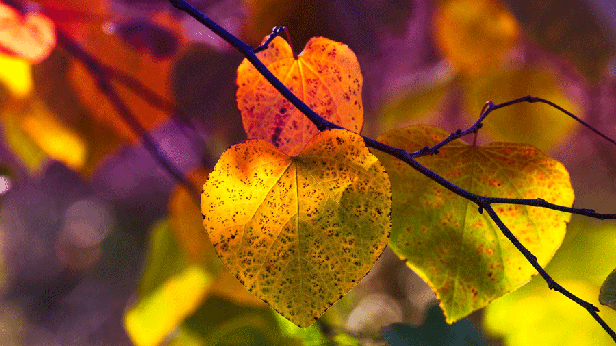 les feuilles changent de couleur