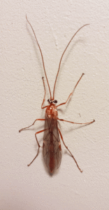ophion luteus