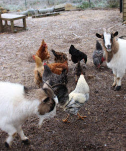 poules et chèvres cohabitent