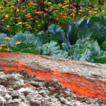 Booster le jardin grâce aux volcans. Le basalte