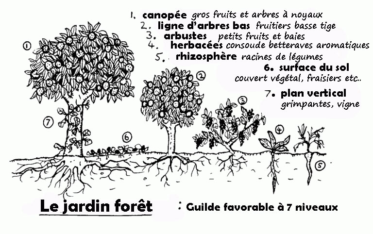 forêt jardin