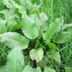 Comprendre et utiliser les plantes bio-indicatrices