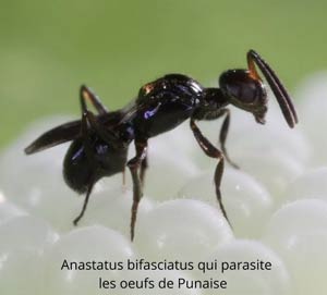 Anastatus-bifasciatus