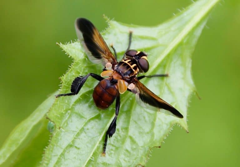 Trichopoda pennipes predateur de punaise des jardin