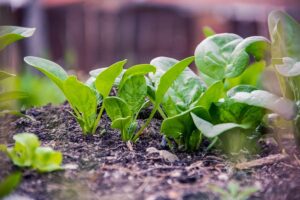 Lire la suite à propos de l’article Comment bien cultiver les épinards