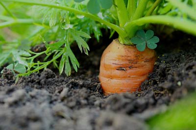Faire pousser la carotte