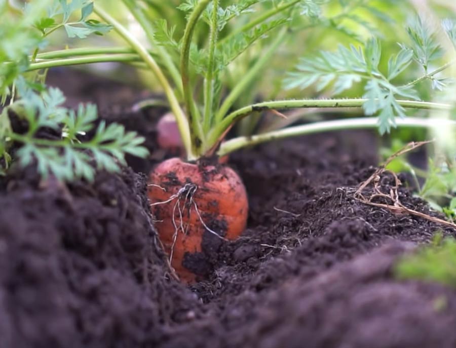 Faire pousser des carottes