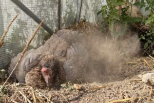 poules en permaculture bain de poussière