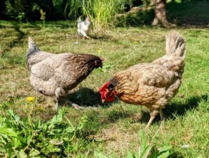 Lire la suite à propos de l’article Les poules en permaculture