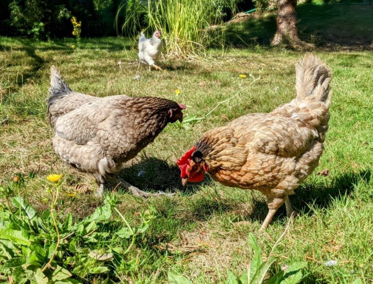 poules en permaculture