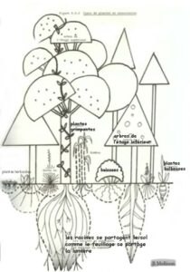 créer un jardin forêt étages