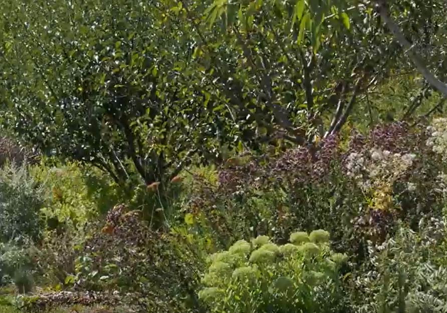 You are currently viewing Créer un jardin forêt sur une petite surface