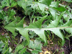 sauvages comestibles feuilles de pissenlit