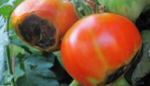 Lire la suite à propos de l’article Le cul noir de la tomate