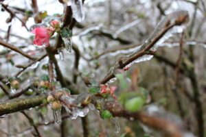Lire la suite à propos de l’article Protéger le jardin l’hiver