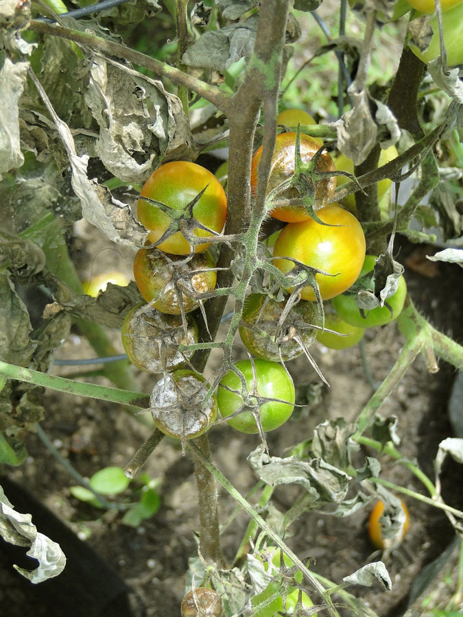 mildiou sur tomates