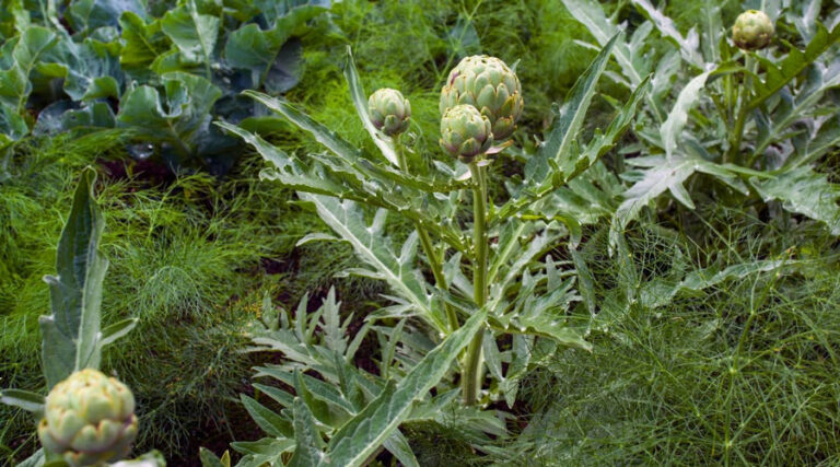 planter l'artichaut bien espacé