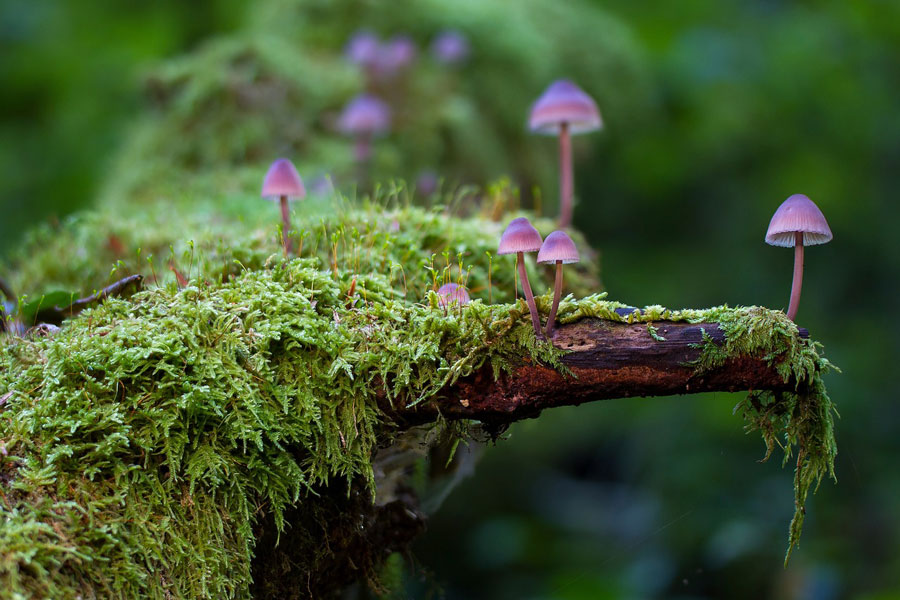 You are currently viewing La forêt m’inspire pour créer mon jardin