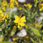 Un engrais vert au jardin : le niger