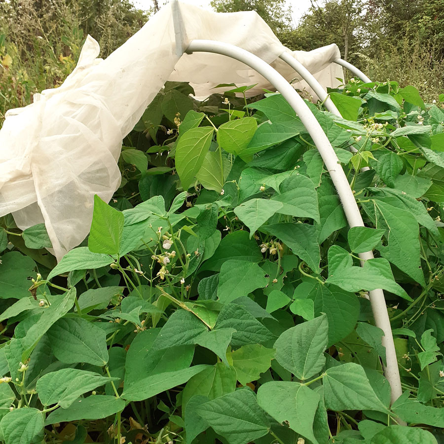 You are currently viewing Pollinisation des plantes sans insectes