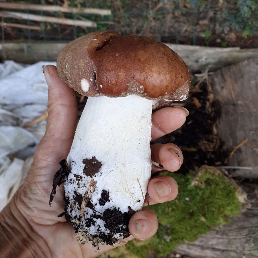 You are currently viewing Je tente les champignons au jardin