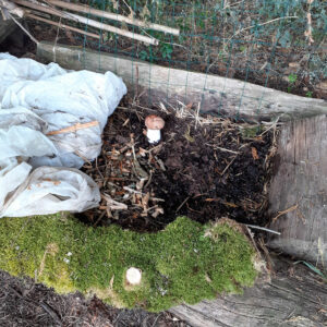 premier champignon au jardin