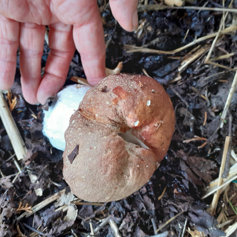 grands champignons au jardin