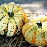 Octobre au jardin et au potager