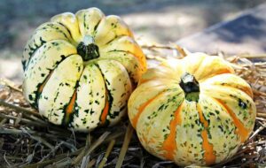 Octobre-novembre au jardin