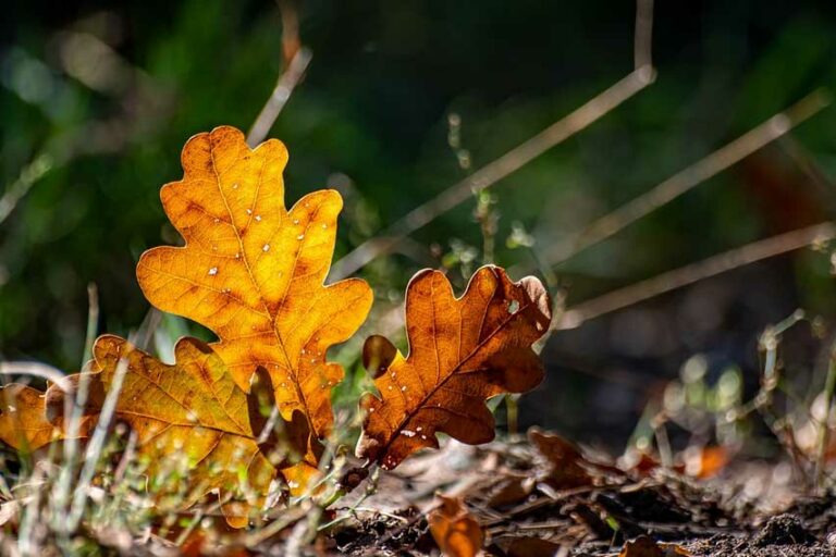 feuilles mortes