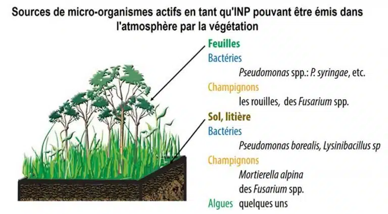 Bactéries glaciogènes