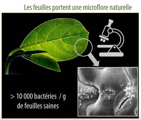 Micro-organismes glaciogènes naturels