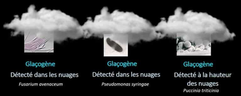 pathogènes détectés dans les nuages