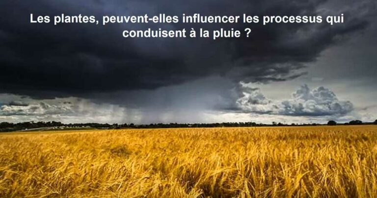 L'influence des plantes sur la pluie