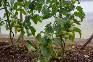 Lire la suite à propos de l’article Que faire des tomates vertes