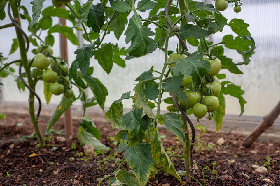 You are currently viewing Que faire des tomates vertes