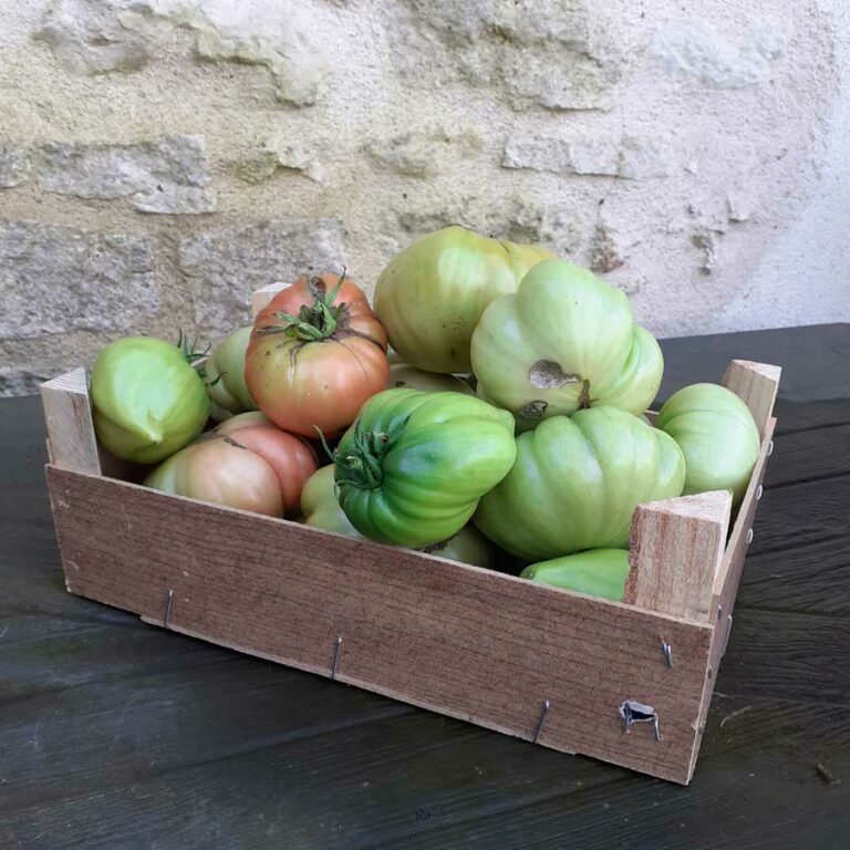 Tomates vertes de Noel