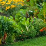 Un potager dans un petit jardin : astuce.