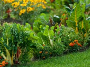 Lire la suite à propos de l’article Un potager dans un petit jardin : astuce.