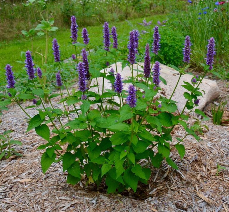 Agastache mellifère