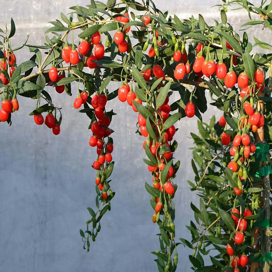 You are currently viewing Les baies de Goji pour faire des haies