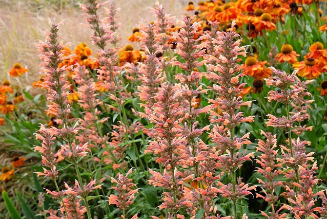 Agastache au jardin