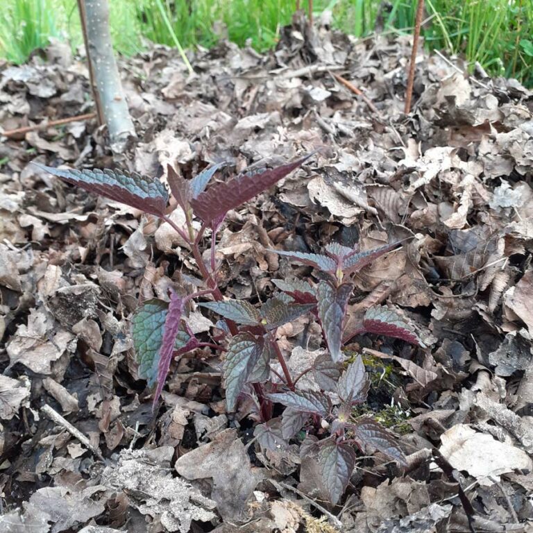 Agastache "after eight"