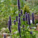 Agastache, vivace aromatique et comestible à la floraison spectaculaire