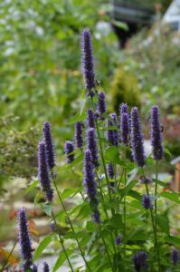 Agastache, vivace, aromatique et floraison magnifique