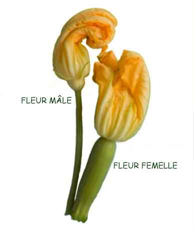 Fleurs de courgette