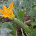 Guide de la courgette