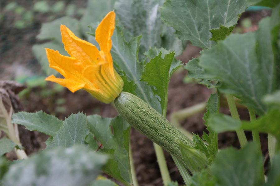 You are currently viewing Guide de la courgette